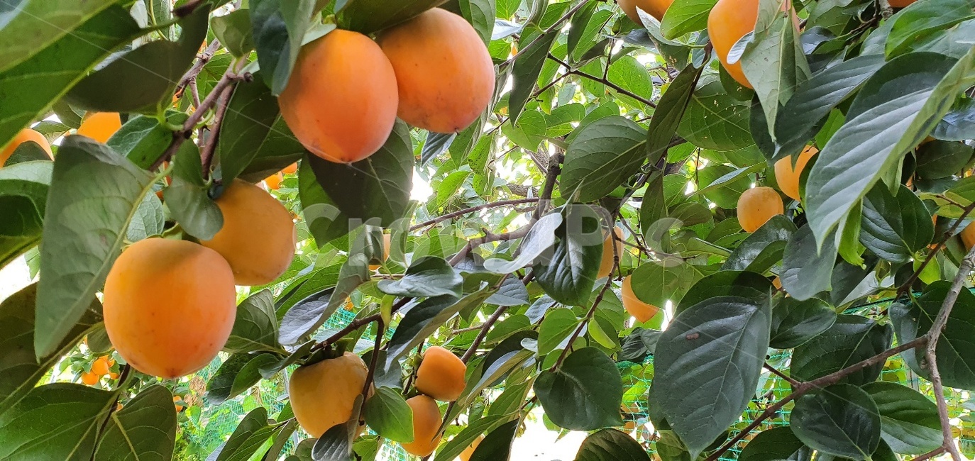 감,대봉,감나무,홍시,자연,과일,열매,fruit