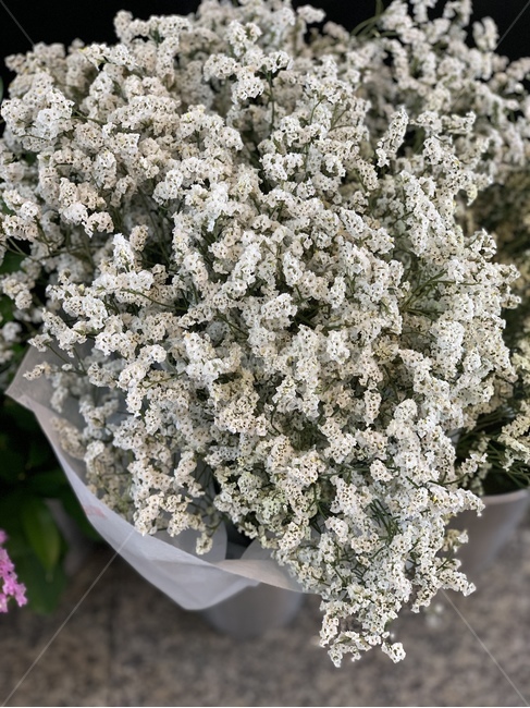 Gypsophila,gift,dryflower,pretty background,confession,background,plant,special day,dried flower,flower