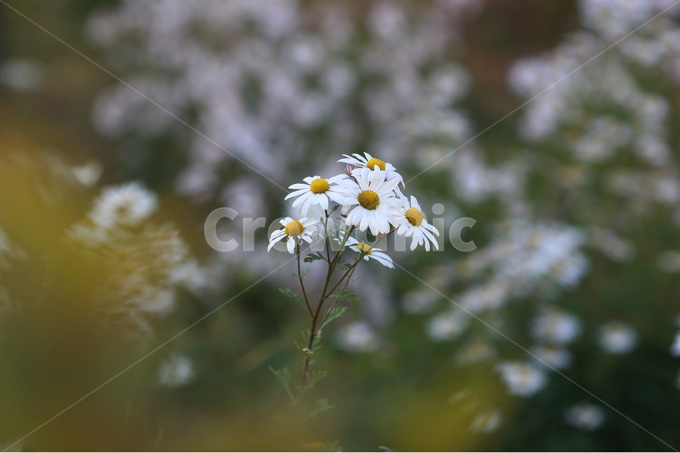 구절초,흰꽃,식물,초롱목과,국화과,산국속,식물,자연,plants,nature,꽃,flower
