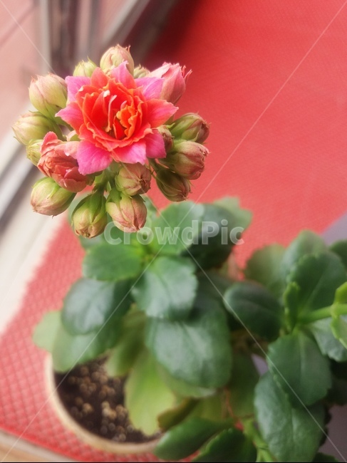 다육이,칼란디바,칼랑코에,분홍꽃,화분,flower