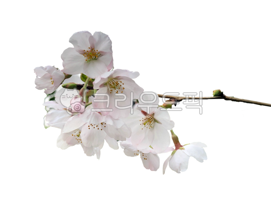 cherry tree,Cherry Blossom,Nukki,isolated,March,flower tree,Clean,pure,april,spring,spring flowers,white,tabitha,season,flowertree,Emotion,sunny,flowers,blossom,nature,transparentbackground,clear,clean,springflowers,march,flower,transparent background,Whi