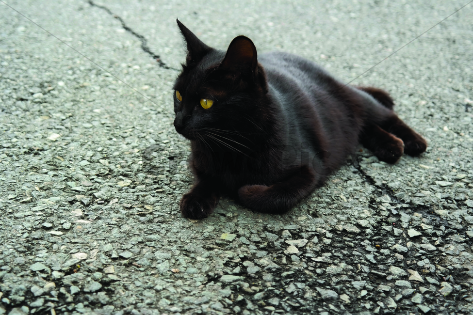 bread,stray cat,cat,back