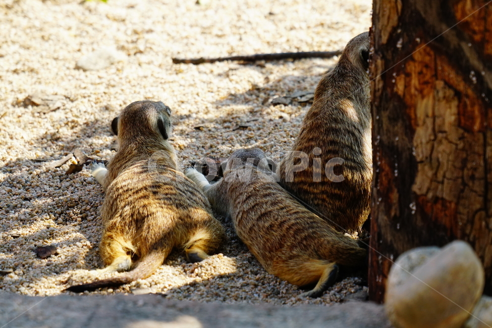 미어캣,슈리케이트,meerkat,suricate,포유류,동물,animal,파수꾼,육식동물,귀엽다,귀여운,귀여움,동물,animal,포유류,mammal