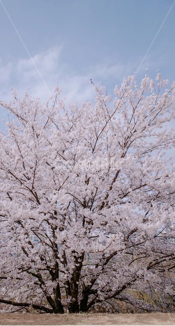벚꽃,봄,벚꽃나무,사쿠라,cherryblossom,spring,flower,감성사진,봄,계절,spring,season,식물,자연,plants,nature,나무,trees,wood,감성,sensible,feeling,plant,outdoors,옥외