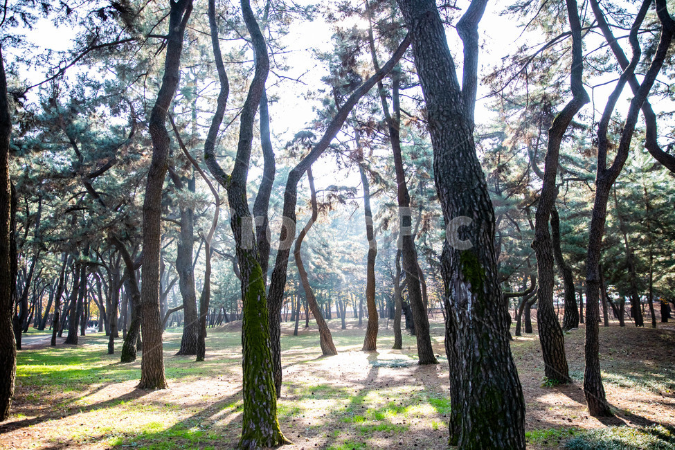 숲,소나무,길,대릉원,햇살,자연,자연,풍경,nature,landscape,tree trunk,나무 줄기,tree,나무,plant,식물