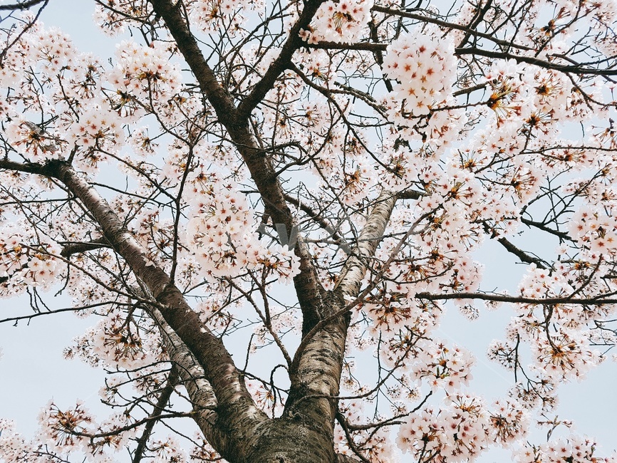벚나무,벚꽃,꽃,봄,벚꽃축제