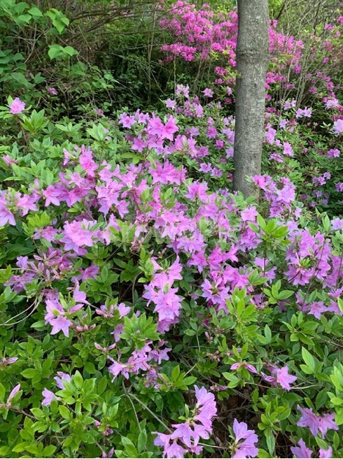 꽃,flower,진달래,분홍꽃,식물,자연,plant,식물,자연,plants,nature