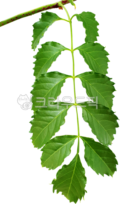 잎,능소화,가지,줄기,녹색,능소화잎,식물,나뭇잎,campsisgrandiflora,chinesetrumpetcreeper,chinesetrumpetvine