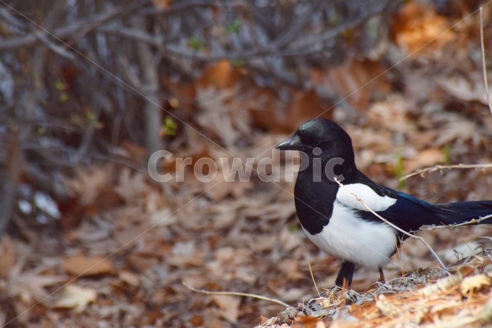 까치,조류,새,감성사진,낙엽,동물,animal,조류,새,birds