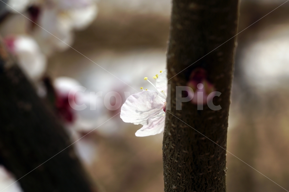 매화,꽃,나무,나뭇가지,산,봄,자연,플라워,꽃봉오리,flower,nature,spring,접사,macro,클로즈업,closeup,tree,숲,숲속,산림,삼림,조경,식물,plants,봄꽃,감성,힐링,풍경,landscape,식물,자연,plants,nature,봄,계절,spring,season,꽃,flower,plant