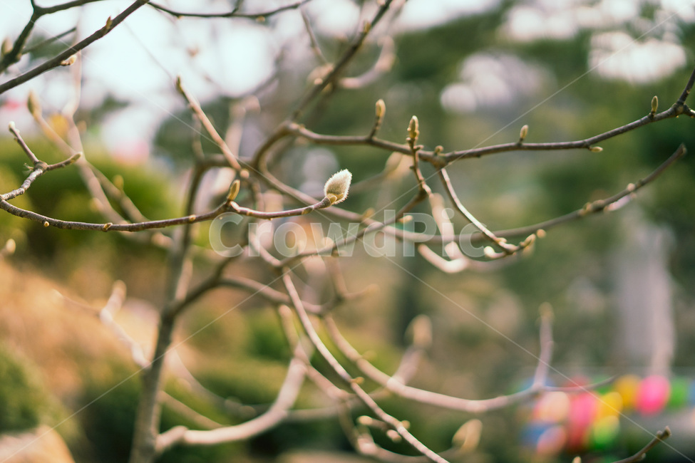 꽃,봄꽃,꽃사진,가을,봄,자연,봄,계절,spring,season,식물,자연,plants,nature,꽃,flower,plant