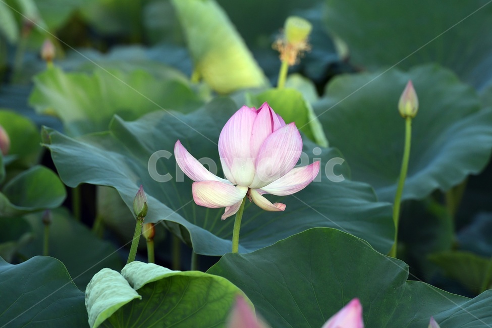 연못,수련,식물,자연,여름,정원,푸르른,물,수경식물,연못가,연못정원,plants,nature,연,연꽃,힐링,flower,감성,연잎,식물,자연,plants,nature,꽃,flower
