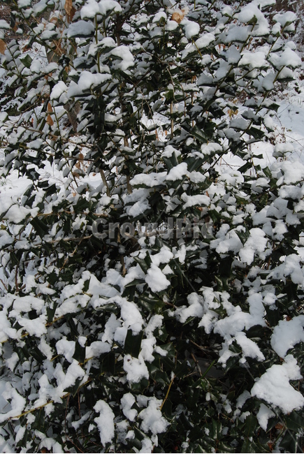 내변산,변산반도국립공원,탐방로,호수와풍경,여유,자연의위대함,등산로,능선,아름다움,신비스런산,돌,산행,힐링,자연,감성,등산,계절,여행,한국,한국명산,한국등산,풍경,눈,나무,하늘,바람,바람소리,환경,생태계,산,땅,겨울,계절,winter,season