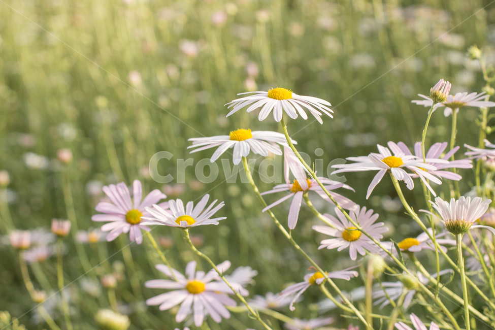 구절초,꽃,데이지,식물,flower,plant,식물,자연,plants,nature,꽃,flower