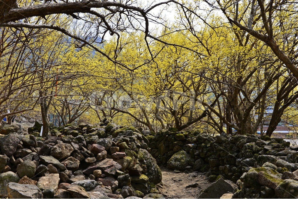 전남,구례,산동,산수유마을,산동산수유마을,산수유,산수유꽃,봄꽃,봄,계절,노랑꽃,nature,자연,outdoors,옥외,돌담장,담장,자연,풍경,nature,landscape