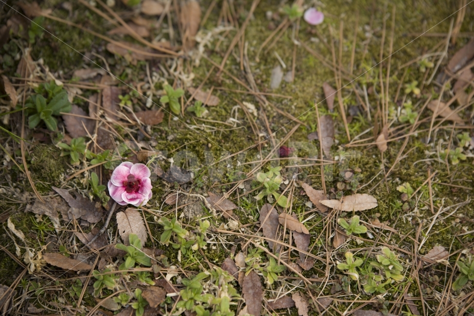 봄,봄꽃,홍매화,자연,풍경,식물,자연,plants,nature,꽃,flower