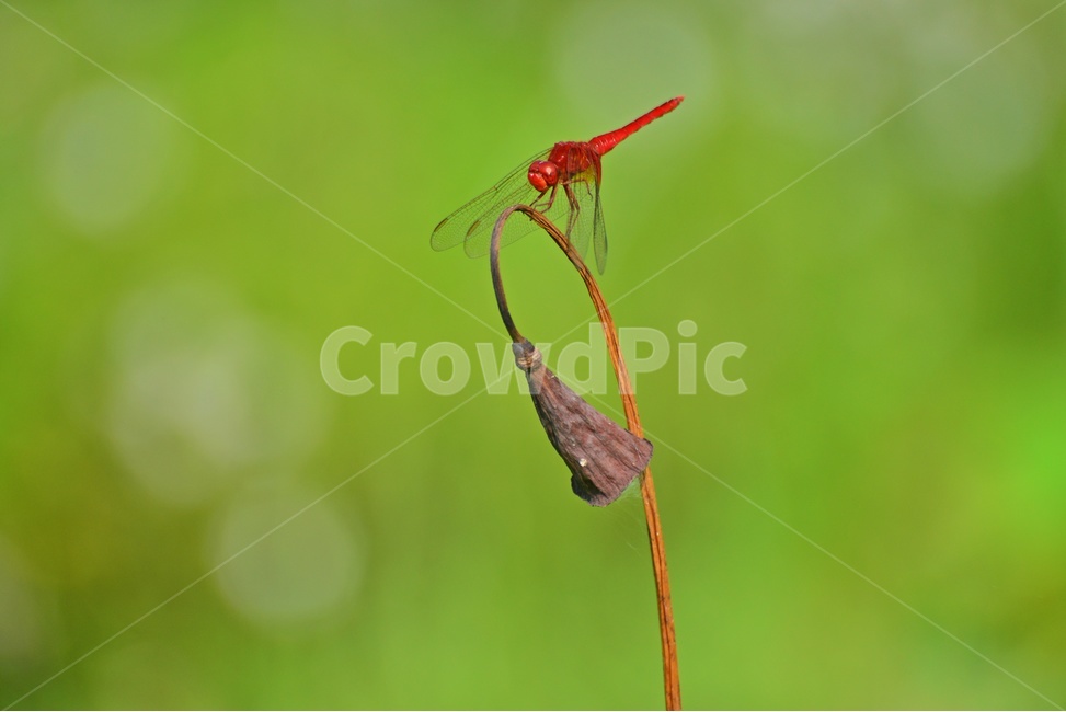 animal,동물,insect,곤충,잠자리,연대,연줄기