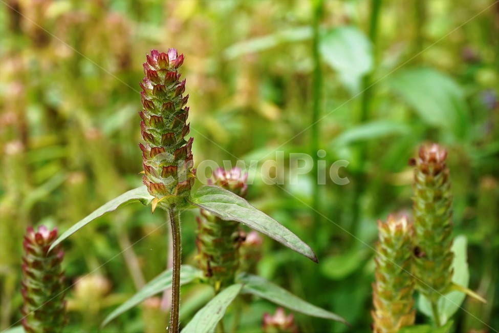 꿀풀,식물,자연,nature,plant,prunellavulgaris,selfhealherb