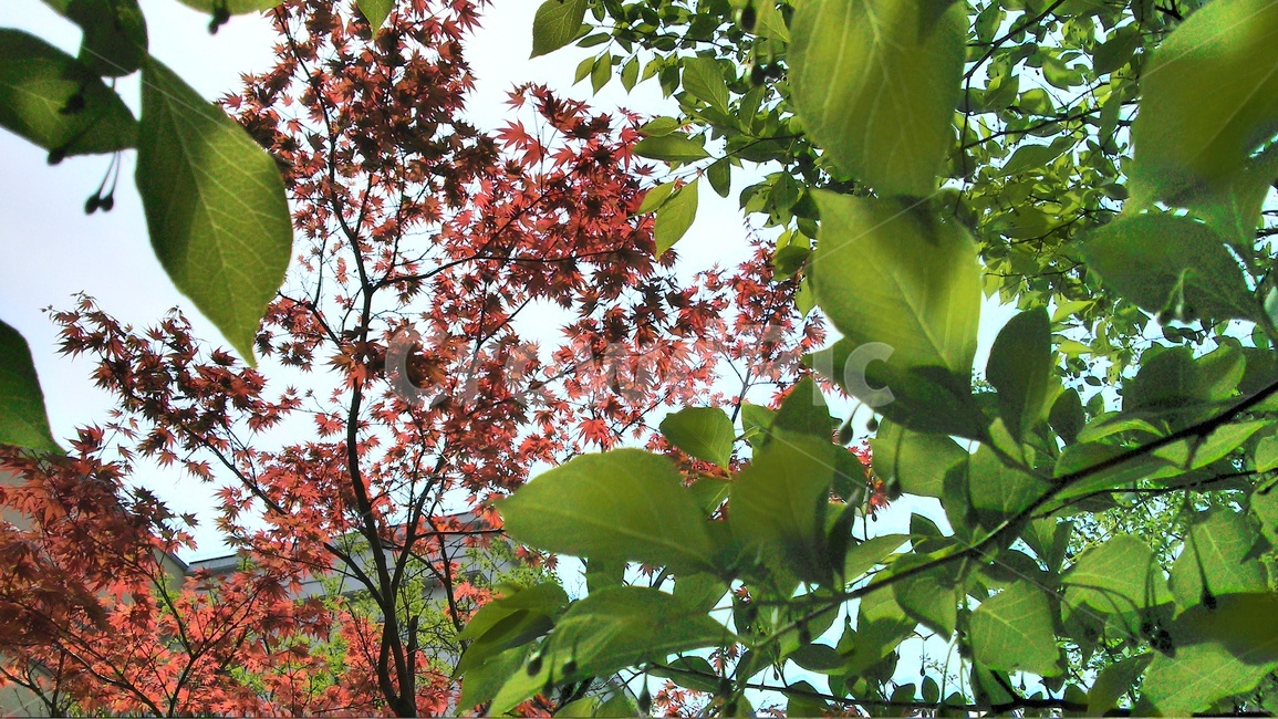 plant,식물,leaf,tree,단풍,식물,자연,plants,nature