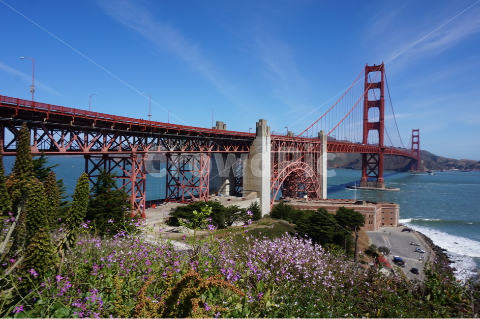 금문교,골든게이트브릿지,랜드마크,캘리포니아,샌프란시스코,랜드마크,landmark,tourist attraction,해외,외국,세계,foreign,oversea,world,세계랜드마크,해외랜드마크,외국랜드마크,world landmark,world tourist attraction,plant,식물