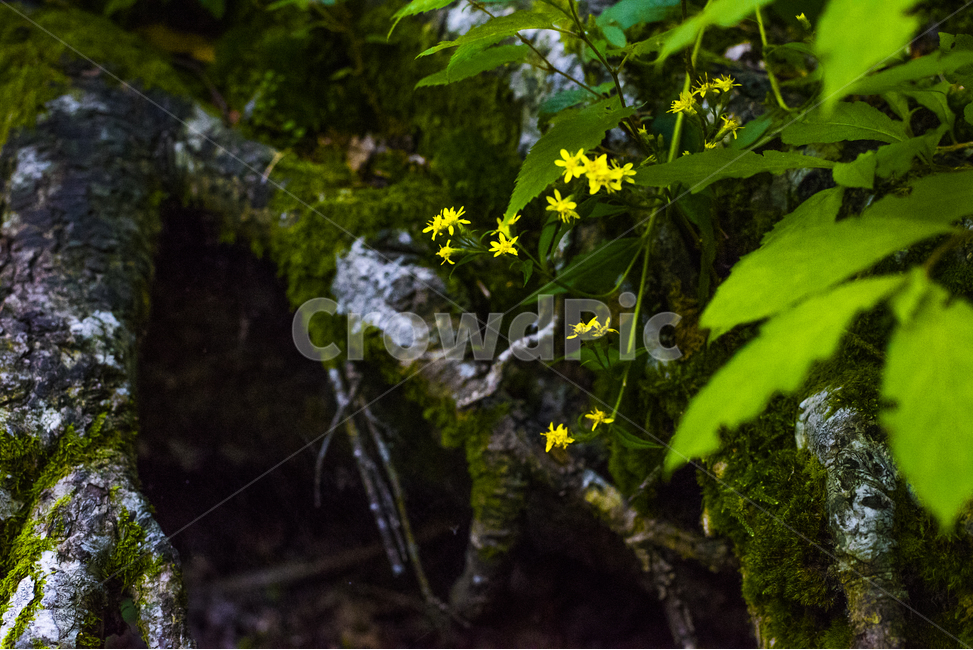 자연,풍경,숲,나무,산,식물,자연,plants,nature,꽃,flower