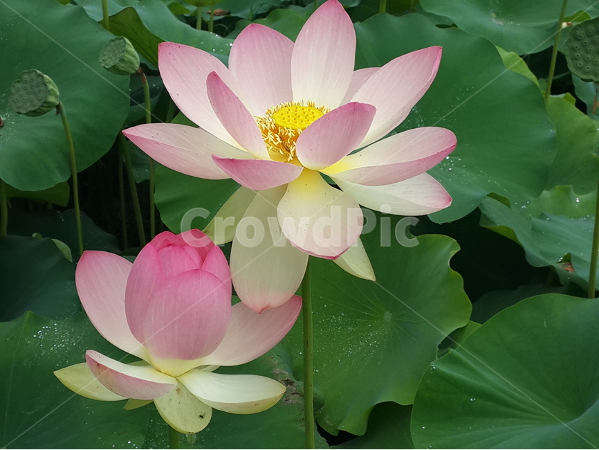 연꽃,여름,핑크,풍경,연못,식물,자연,plants,nature,꽃,flower