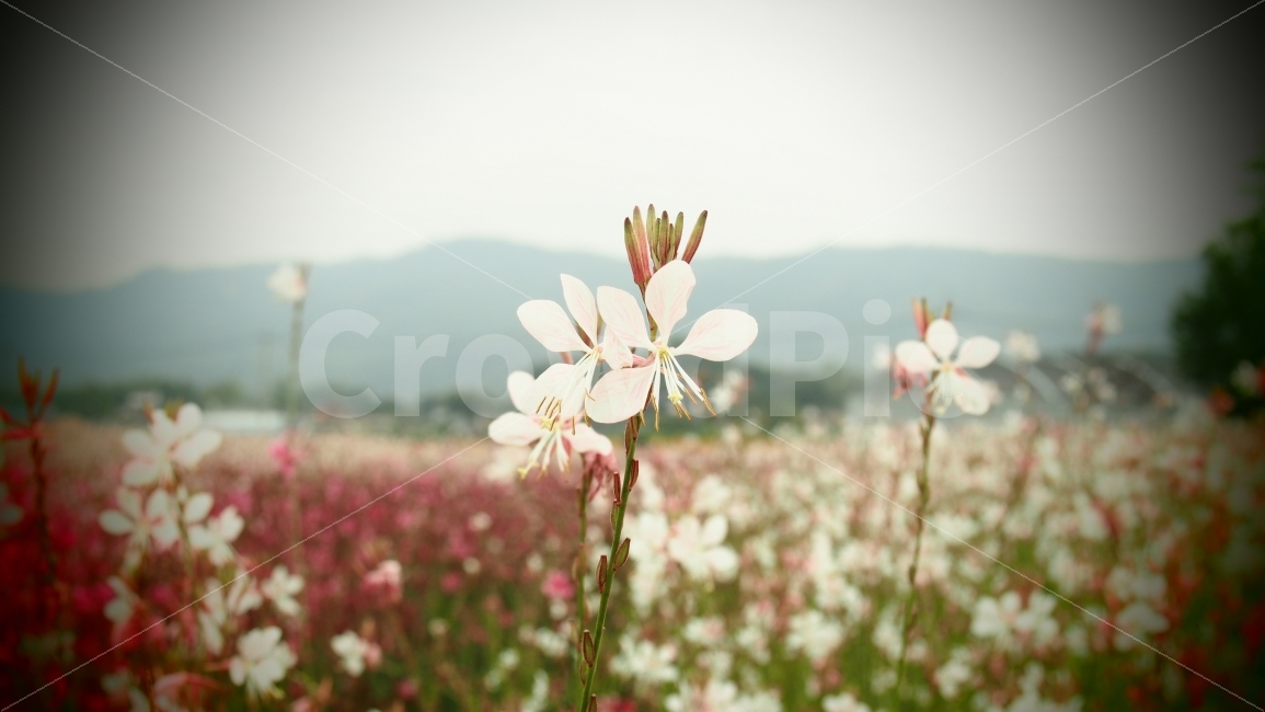 나리공원,가우리,꽃말,가을산책,나들이,식물,자연,plants,nature,꽃,flower,감성,sensible,feeling