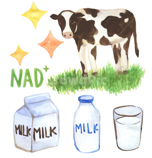 손그림,물감그림,handdrawing,watercolor,젖소,milkcow,dairycattle,우유,milk,우유컵,milkcup,cup