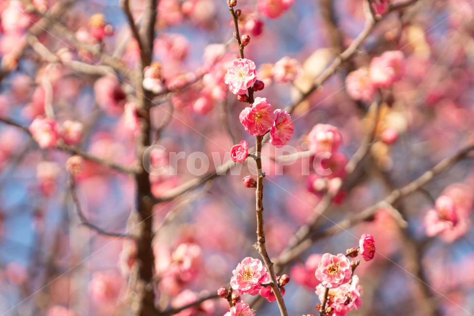 봄,매화,홍매화,나무,꽃,봄꽃,봄,계절,spring,season,식물,자연,plants,nature,꽃,flower,plant,blossom