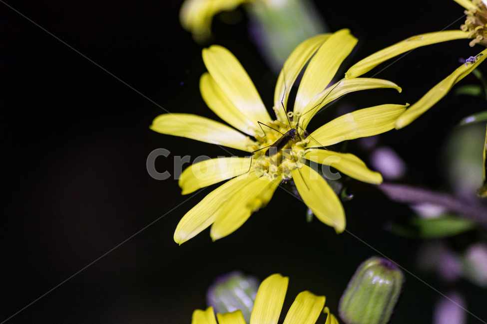 plant,식물,꽃,접사,벌레,클로즈업,식물,자연,plants,nature,꽃,flower,곤충,벌레,insect,bug