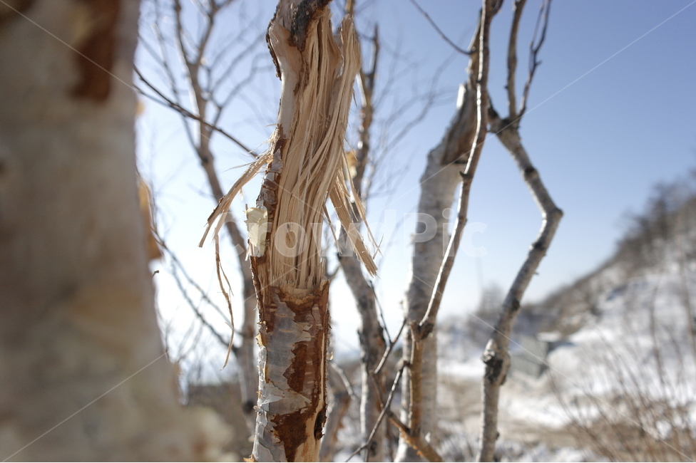 갈라진나무,죽은나무,부러진나무,벗겨진나무,휘어진나무,나무,tree,오래된나무,겨울,계절,winter,season,식물,자연,plants,nature,나무,trees,wood