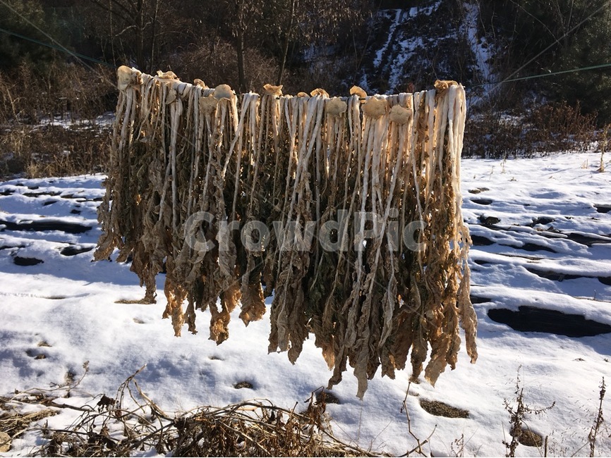 시래기,무청,건조,음식,풍경,겨울,계절,winter,season,음식,식재료,요리,food,cook,meal,dishes,food reserves,채소,야채,vegetables
