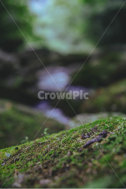 계곡,물,돌,바위,이끼,나무,초록,green,여름,자연,풍경,nature,landscape,moss,plant,식물
