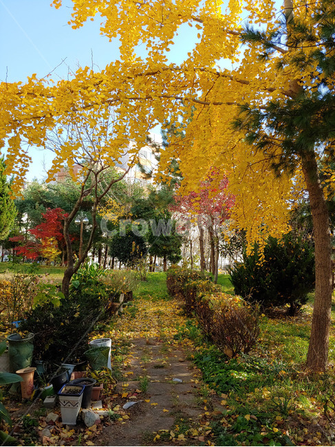 마당,정원,은행,낙엽,나무,오솔길,자연,풍경,nature,landscape