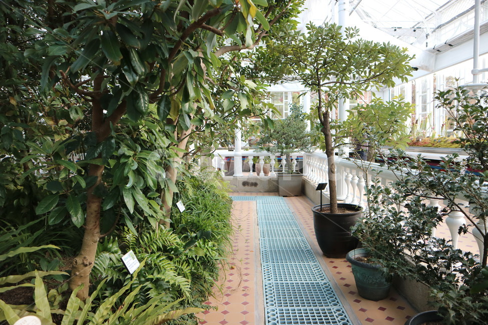 창경궁,대온실,창경궁대온실,내부,식물,나무,식물,자연,plants,nature,나무,trees,wood