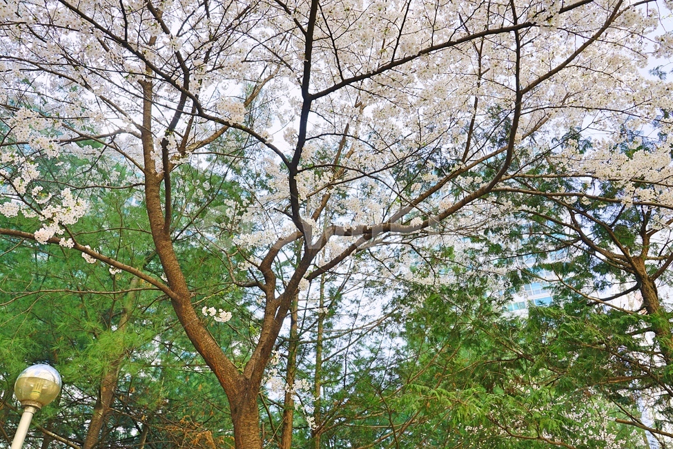 꽃,flower,tree,나무,봄,spring,nature,자연,봄,계절,spring,season