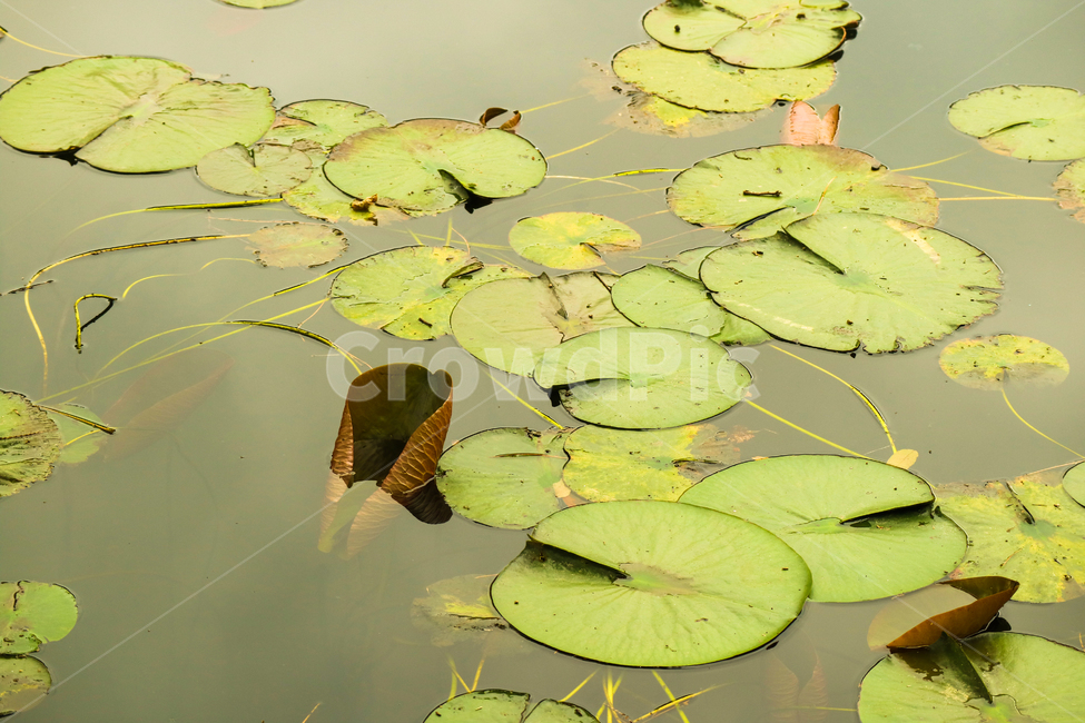 수련,연꽃,연못,수생식물,식물,자연,군락지,잎,잎사귀,식물,자연,plants,nature