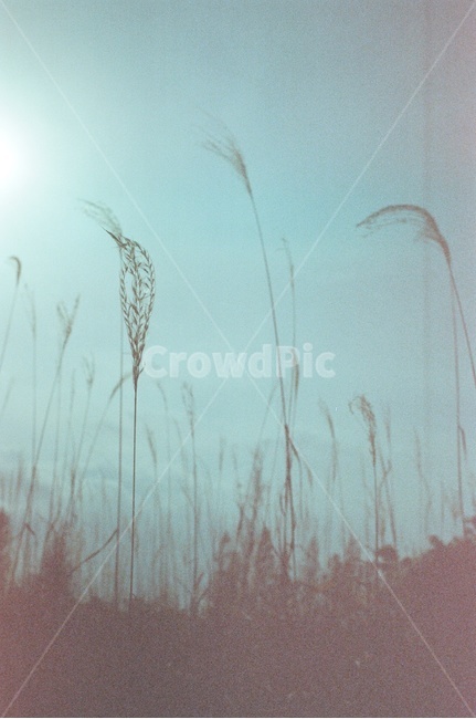 계절,가을,갈대,실루엣,오후,감성사진,가을,계절,fall,autumn,season,식물,자연,plants,nature,감성,sensible,feeling,grass,잔디,plant,lawn,reed