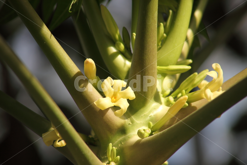 꽃,파파야,식물원,열대식물,papaya,식물,자연,plants,nature,꽃,flower