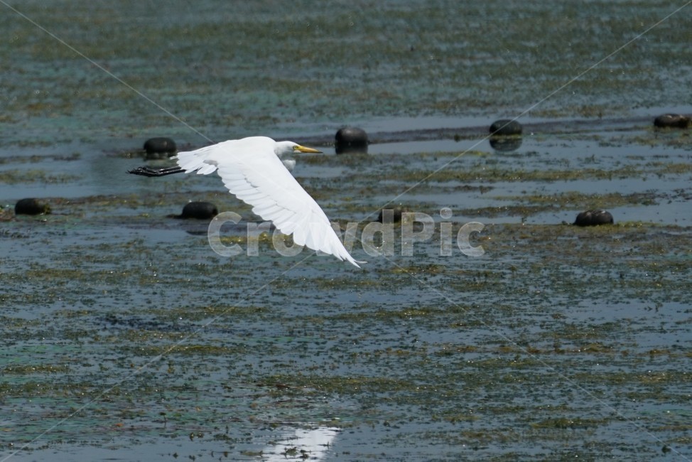 황새목,왜과리과,조류,수생동물,백로,새,bird,물새,동물,animal,조류,새,birds