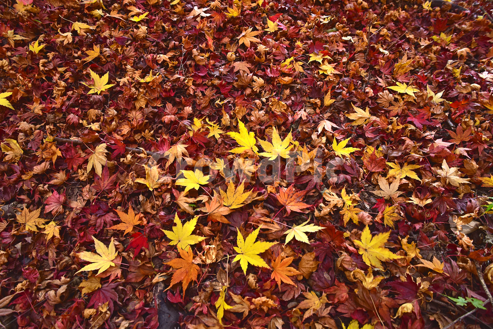 가을,단풍,낙엽,늦가을,단풍잎,가을배경,계절,시즌,autumn,fall,background,maple,outdoor,야외,옥외,아웃도어,자연,배경,바탕,백그라운드,plant,leaf,natural,environment,forest,잎,가을,계절,fall,autumn,season,식물,tree,나무