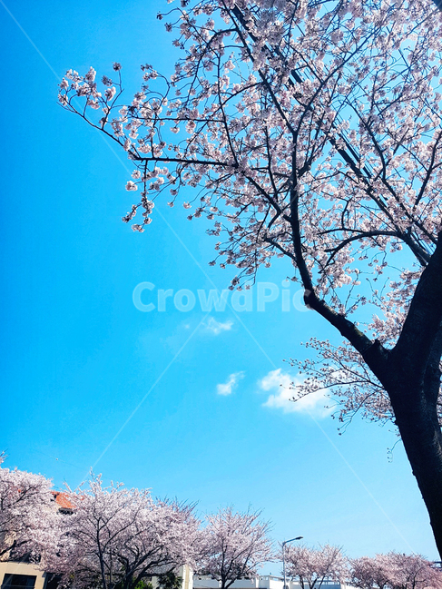 벚꽃,봄,맑은하늘,제주도왕벚꽃,왕벚꽃,봄,계절,spring,season,plant,식물,tree,나무,tree trunk,나무 줄기