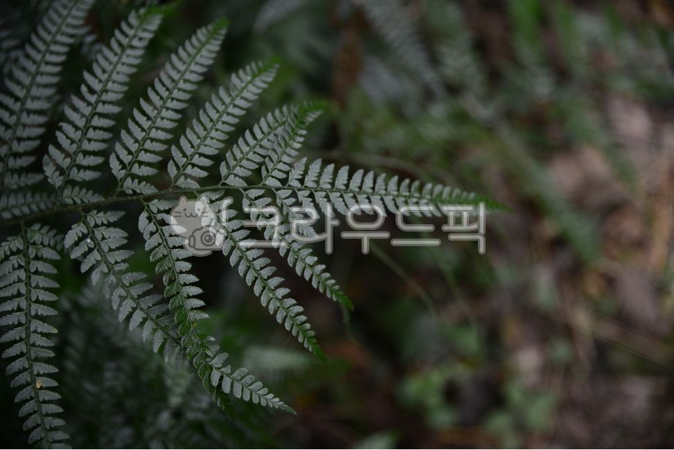 Gotjawal,fern,plant,Bracken