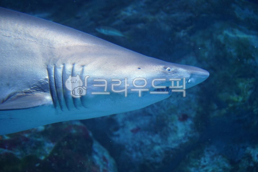 바다,물고기,바닷속,아쿠아리움,상어,아기상어,헤엄치다,underthesea,sea,fish,aquarium,shark,babyshark