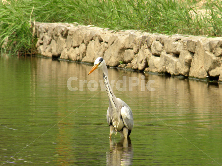 동물,학,조류,새,왜가리,불광천,동물,animal,조류,새,birds