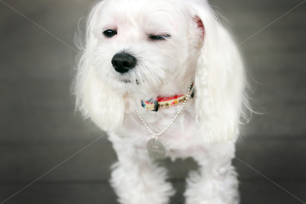 강아지,귀여운,강아지목걸이,반려동물,가족,동물,animal,포유류,mammal,개,강아지,dog,doggy