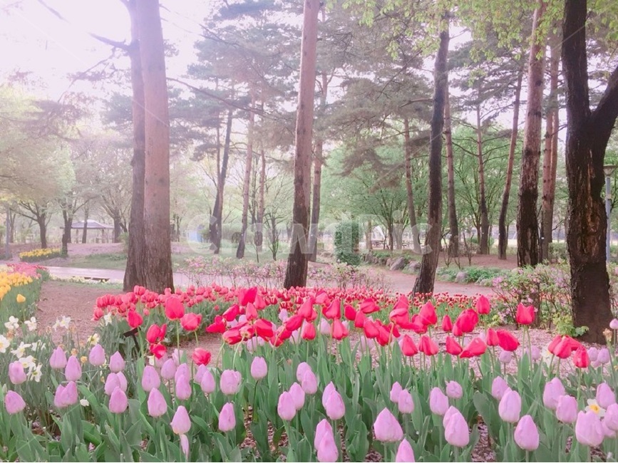 튤립,빨강,봄,flower,feelingofcolor,colorsensitivity,분홍,색감,자연,감성,spring,plant,계절,blossom,tree