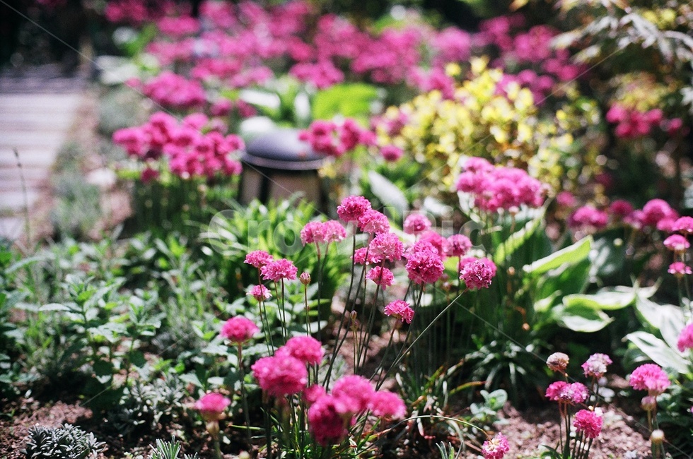 꽃,필름,화단,분홍,빈티지,화초,필름사진,감성,식물,자연,plants,nature,꽃,flower