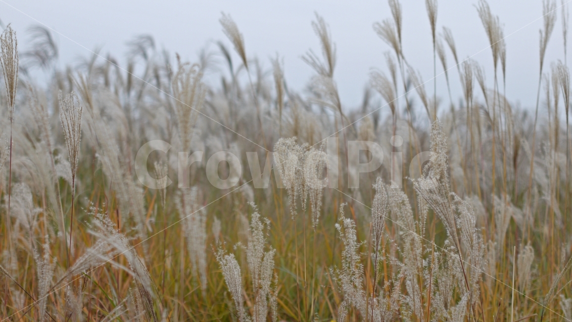 갈대,억새,가을,풍경,감성,노랑,하늘공원,가을,계절,fall,autumn,season,식물,자연,plants,nature,감성,sensible,feeling,grass,잔디,plant,lawn