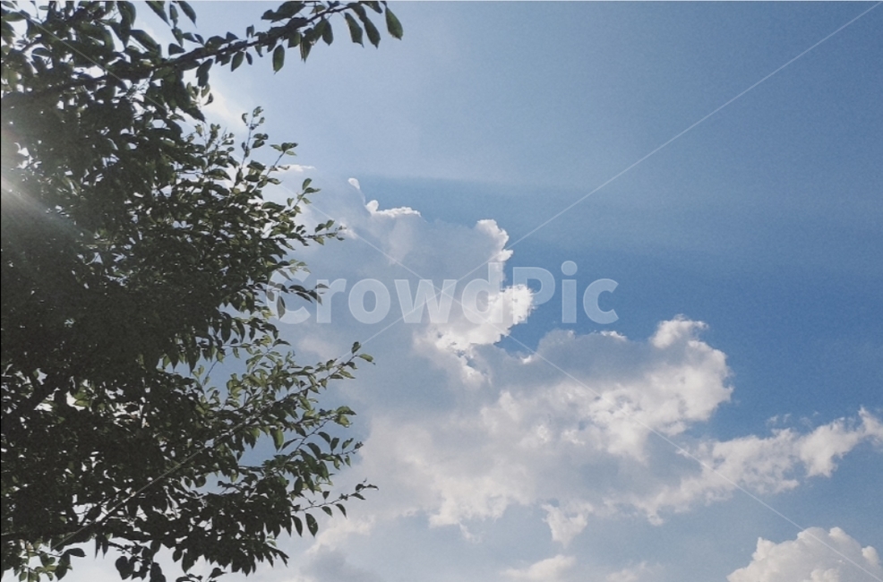 자연,옥외,nature,outdoors,cloud,구름,파란,하늘,sky,파란하늘,나무,tree,날씨
